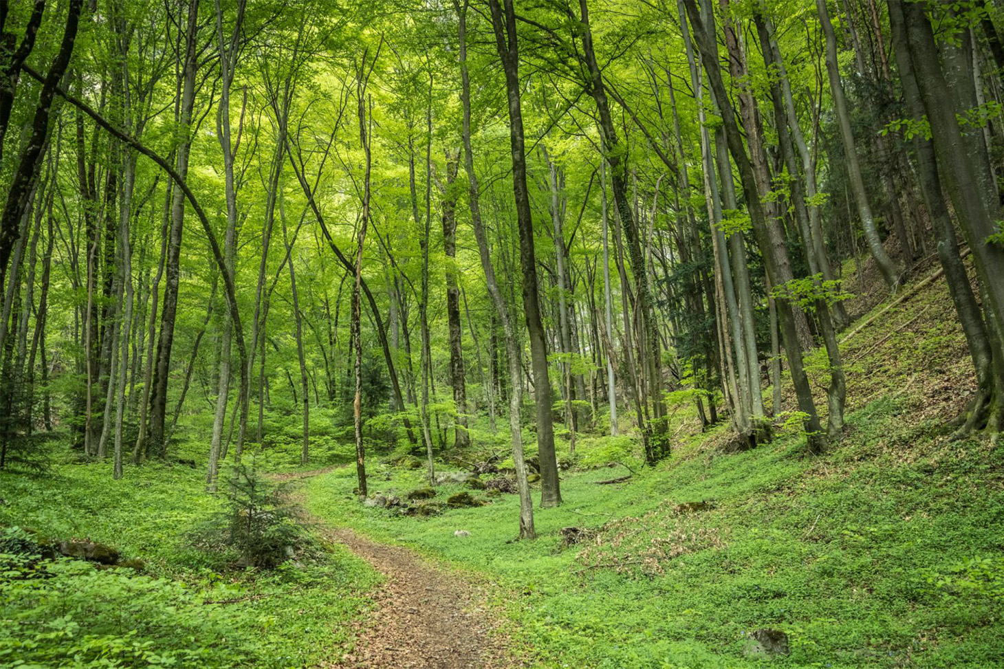 forêt 